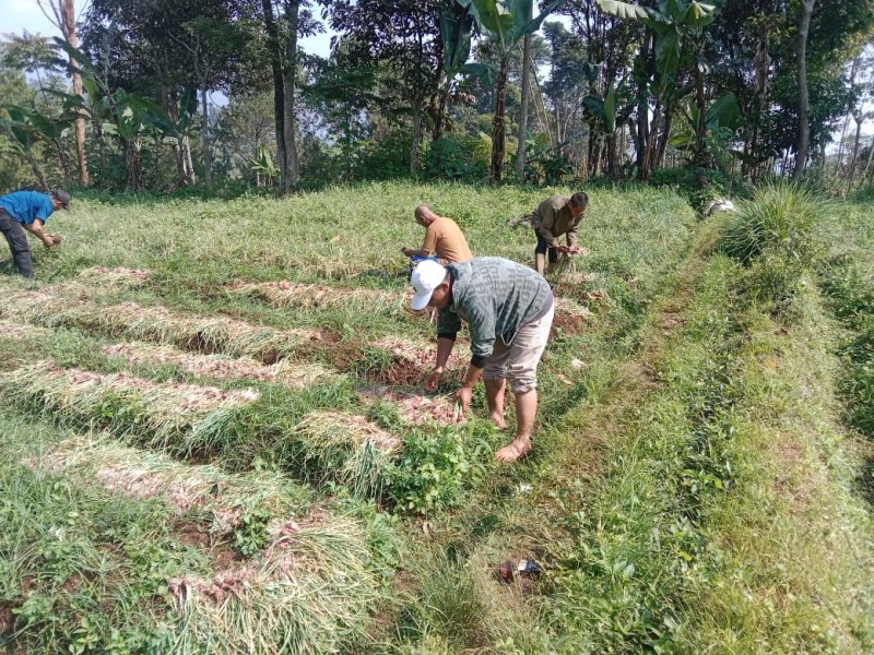 para Kelompok Tani BANGKIT /Dok Hidayat